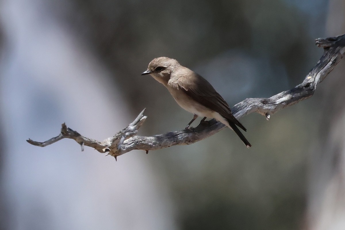 Avustalya Şakıcı Sinekkapanı - ML646878221