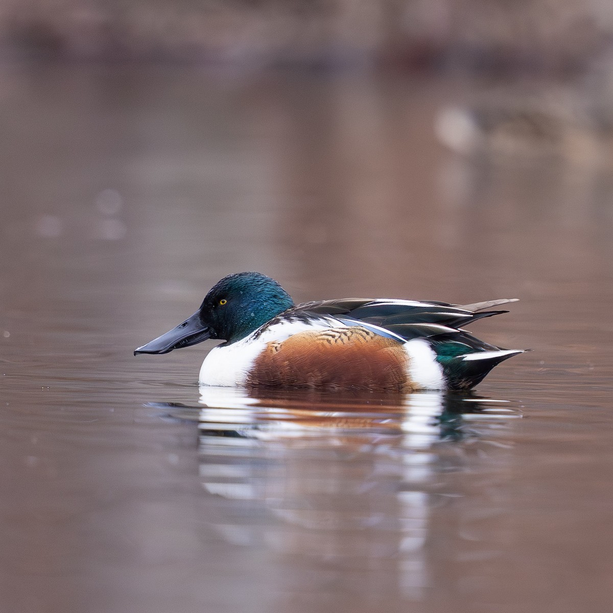 琵嘴鴨 - ML646878223