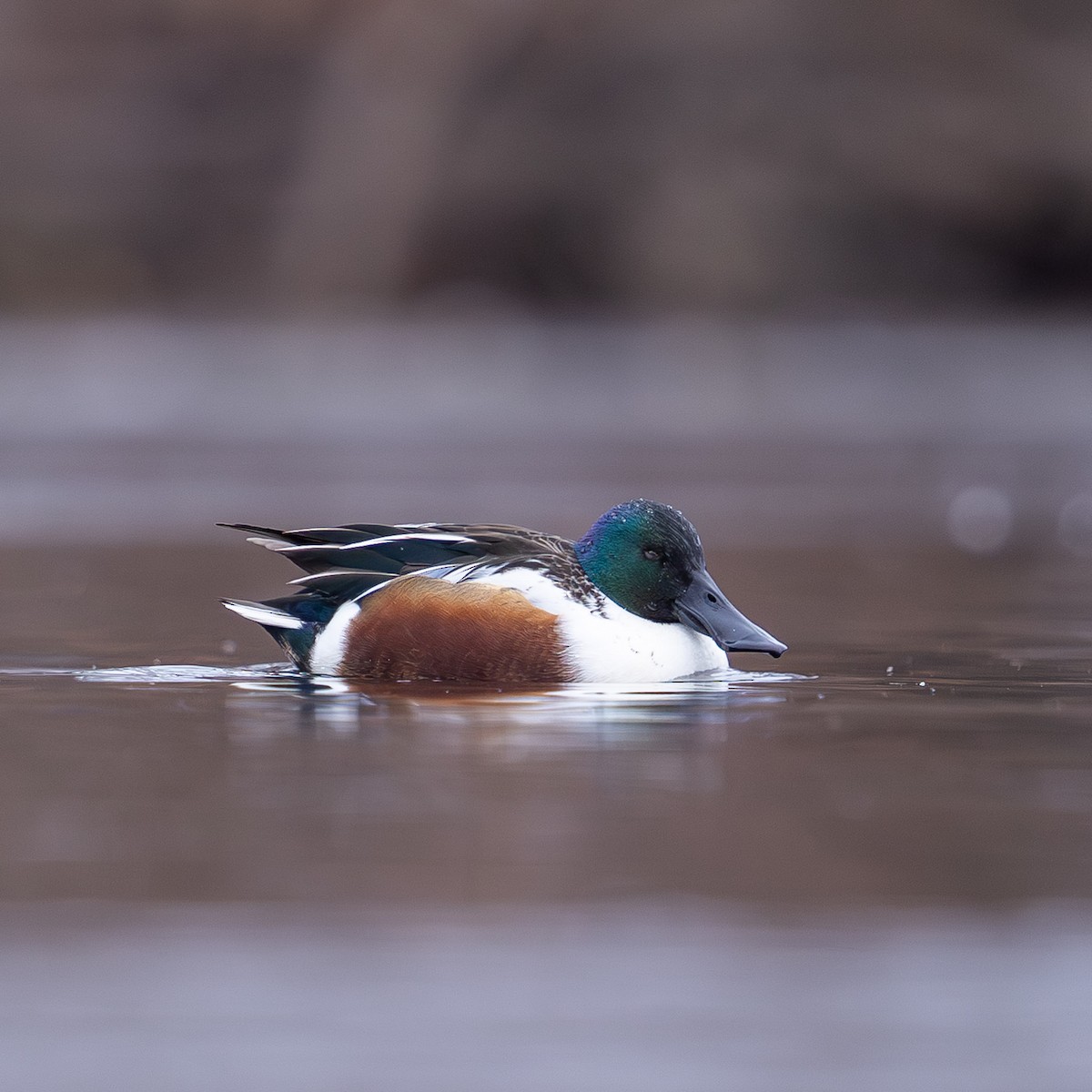 琵嘴鴨 - ML646878224