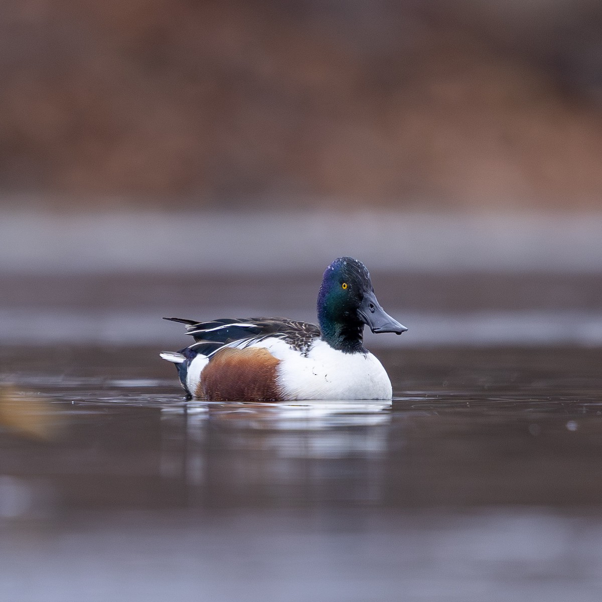 琵嘴鴨 - ML646878225