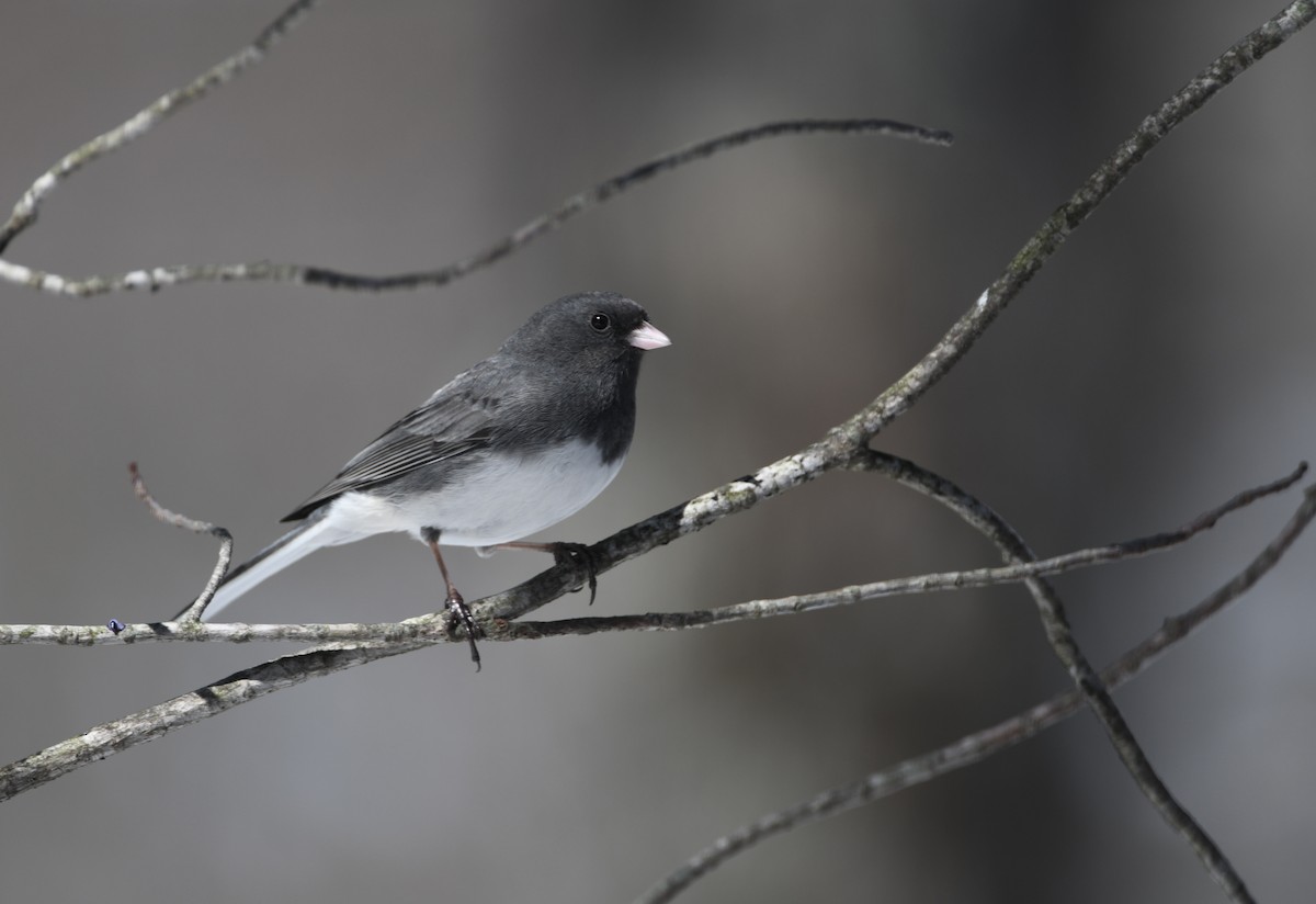 Dark-eyed Junco - ML646878226