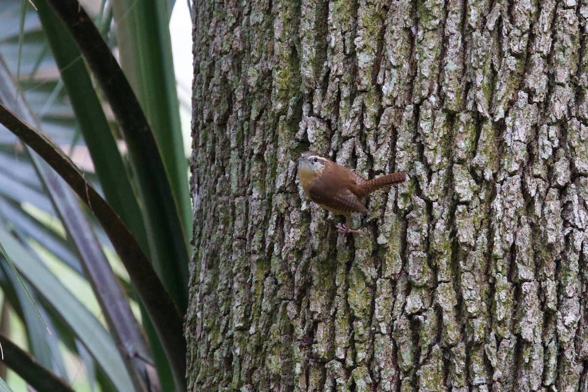 Carolina Wren - ML646878227
