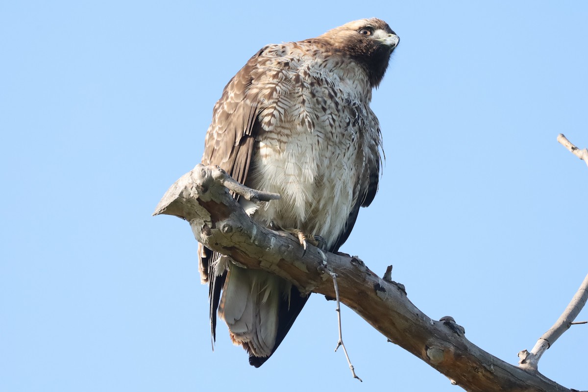 Red-tailed Hawk - ML646878228