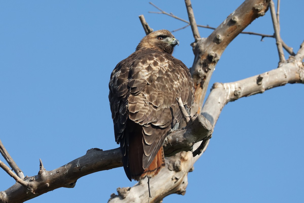 Red-tailed Hawk - ML646878229