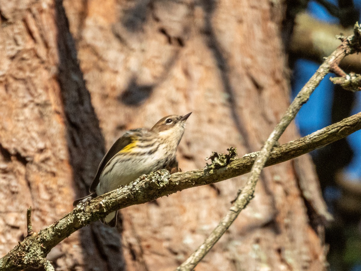 Yellow-rumped Warbler - ML646878230