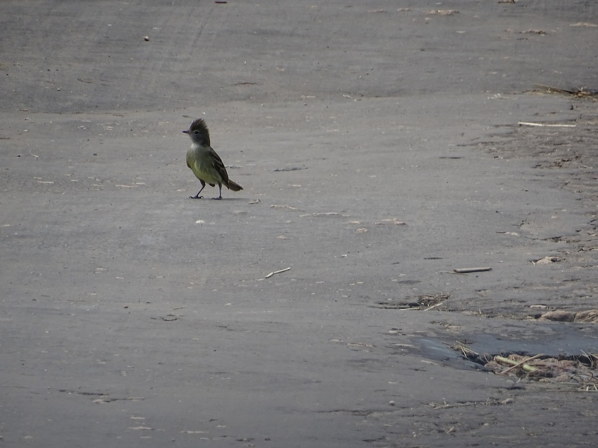 Желтобрюхая эления - ML646878232