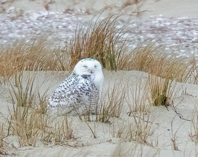 Snowy Owl - ML646878234