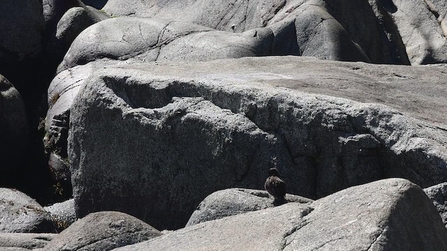 Şili Sahil Sinklotu - ML646878235