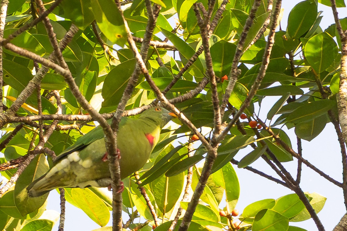 Тілопо червоноволий - ML646878236