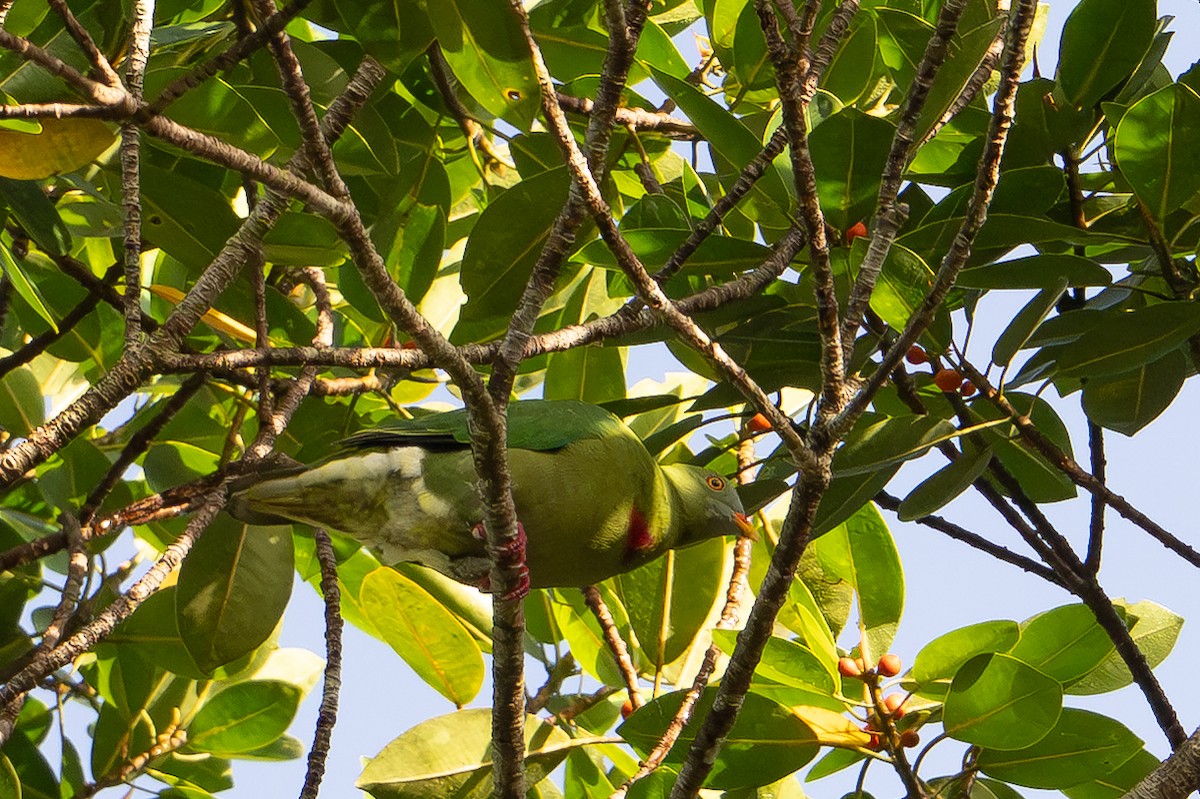 Тілопо червоноволий - ML646878242