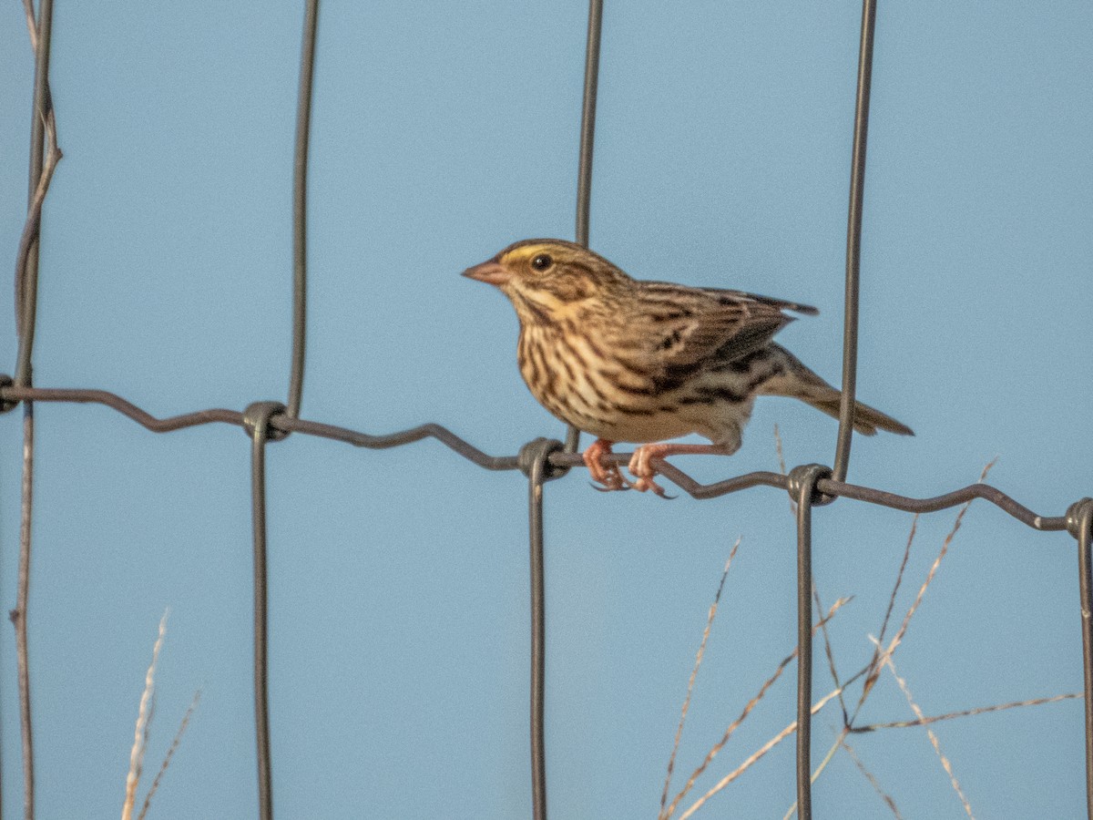 Savannah Serçesi - ML646878243