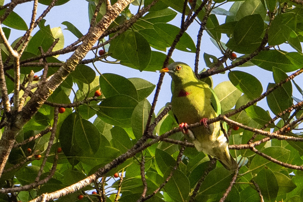 Тілопо червоноволий - ML646878244