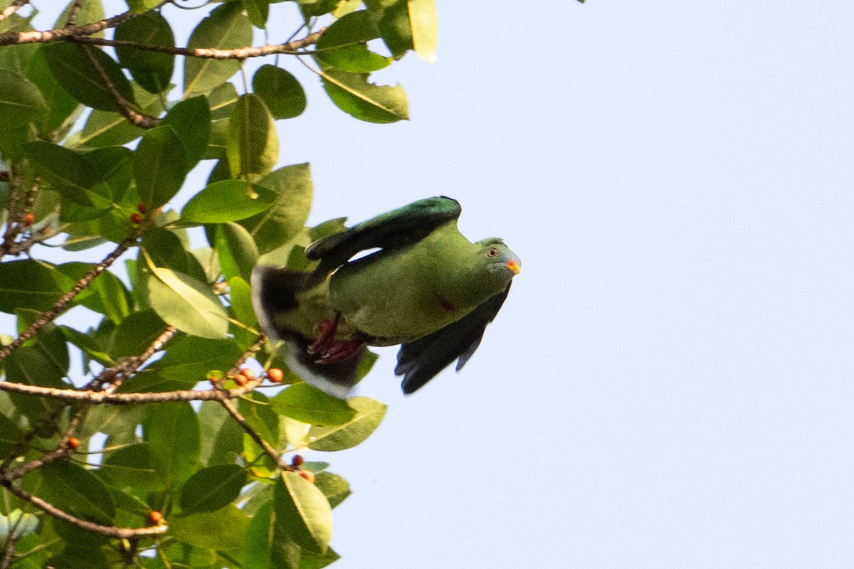 Тілопо червоноволий - ML646878245