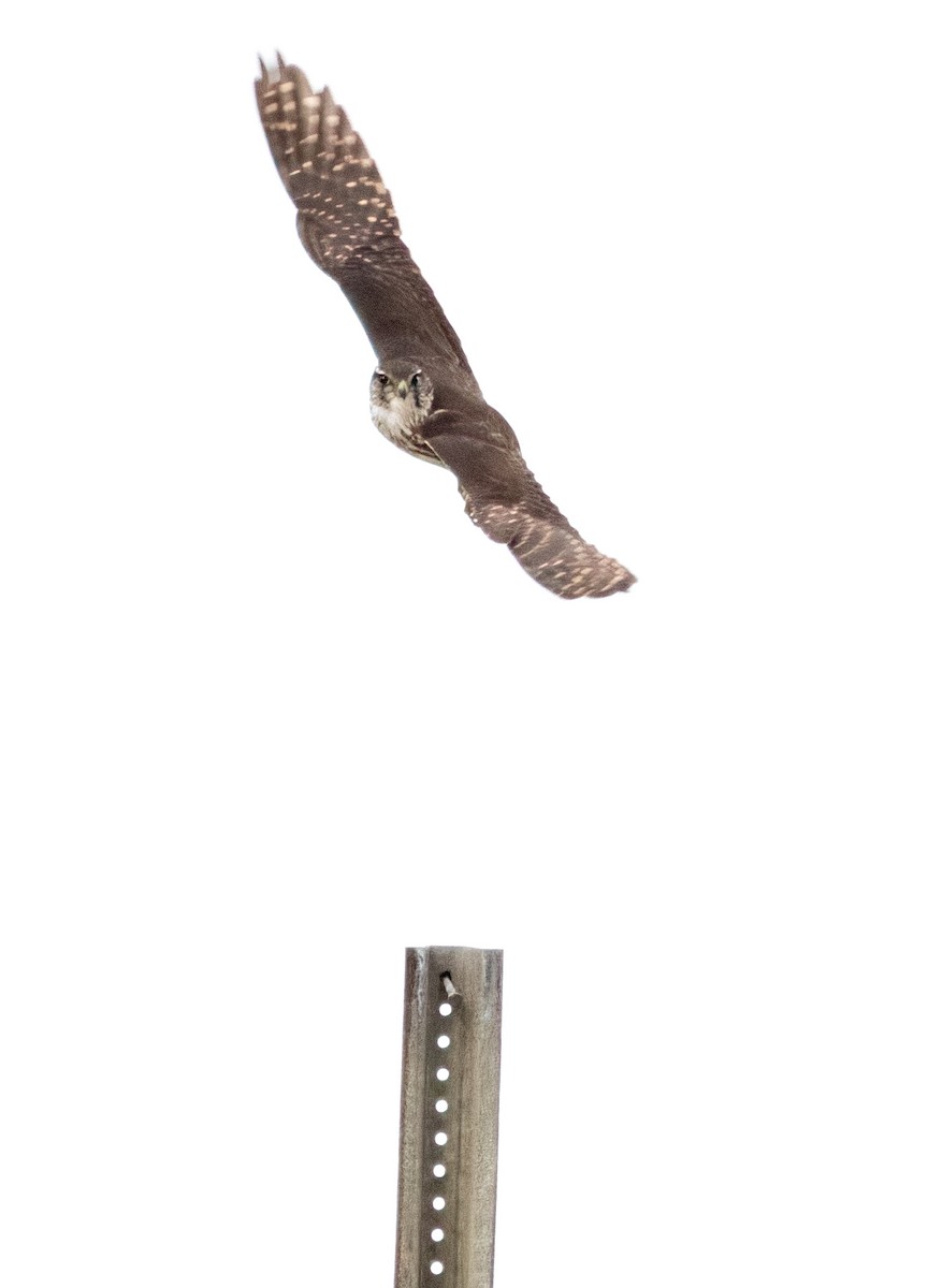 Підсоколик малий - ML646878247