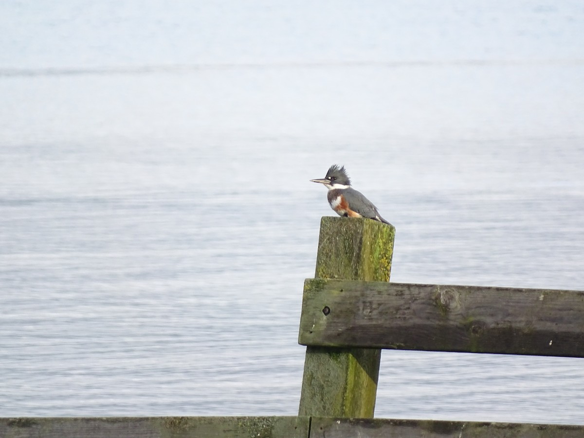 rybařík pruhoprsý - ML646878248