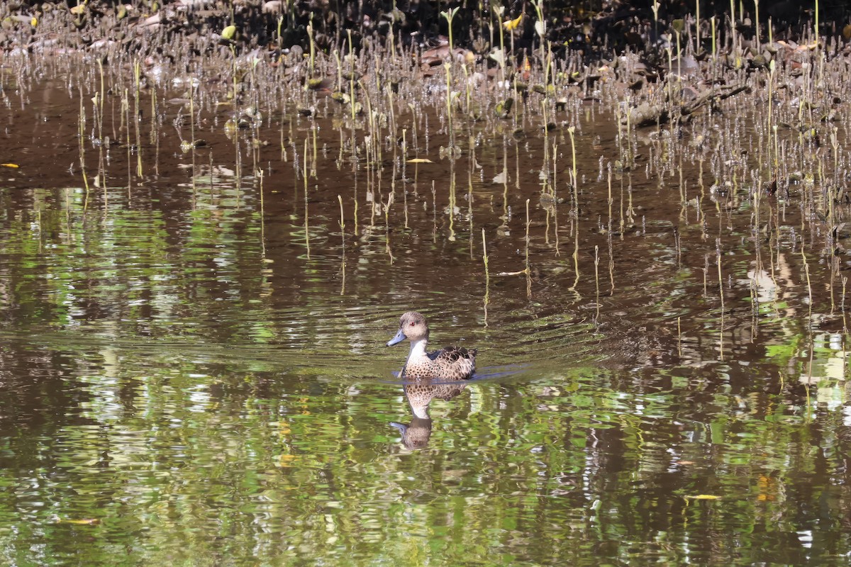 Gray Teal - ML646878250