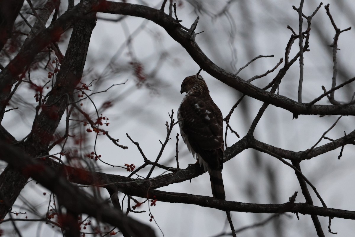 Rundschwanzhabicht - ML646878254