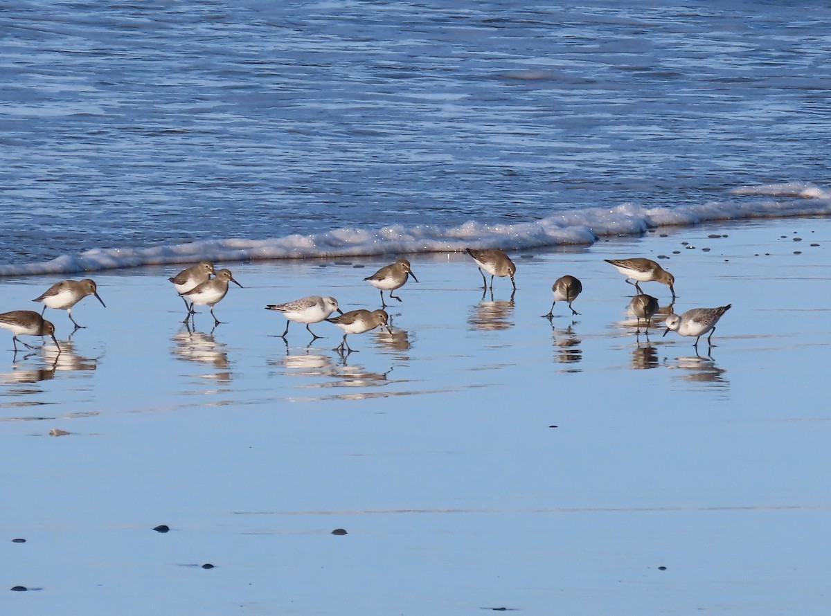Dunlin - ML646878255