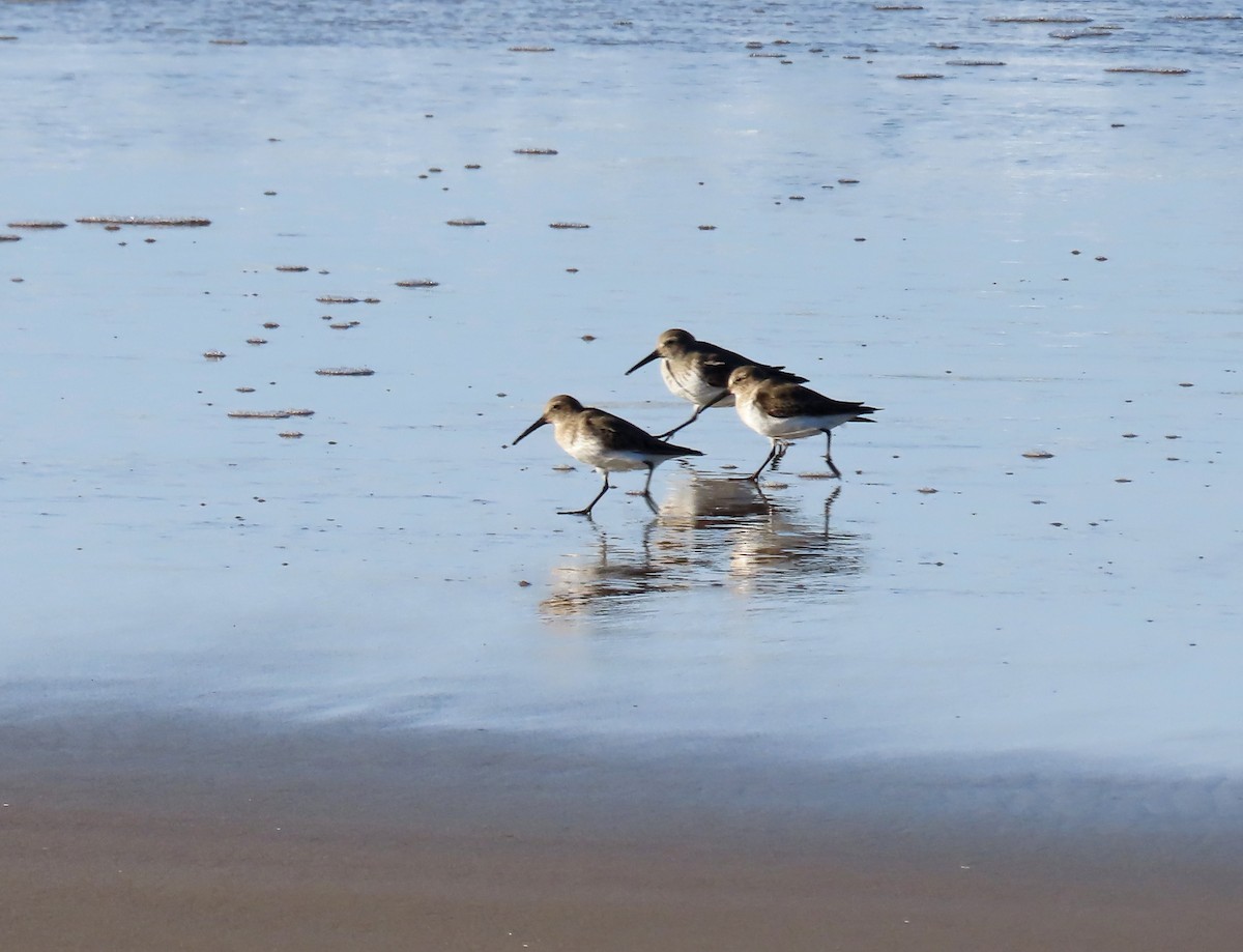 Dunlin - ML646878256
