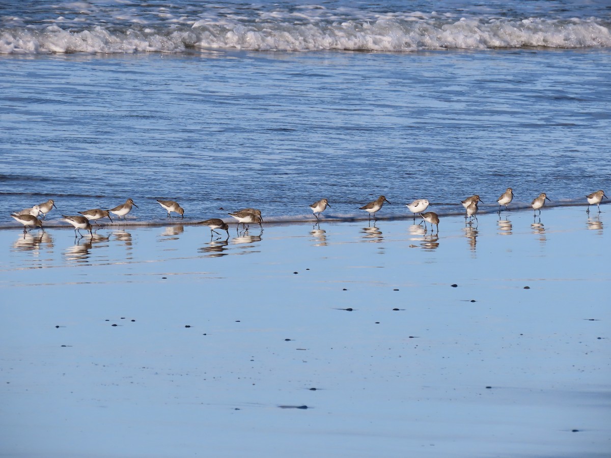 ハマシギ - ML646878257