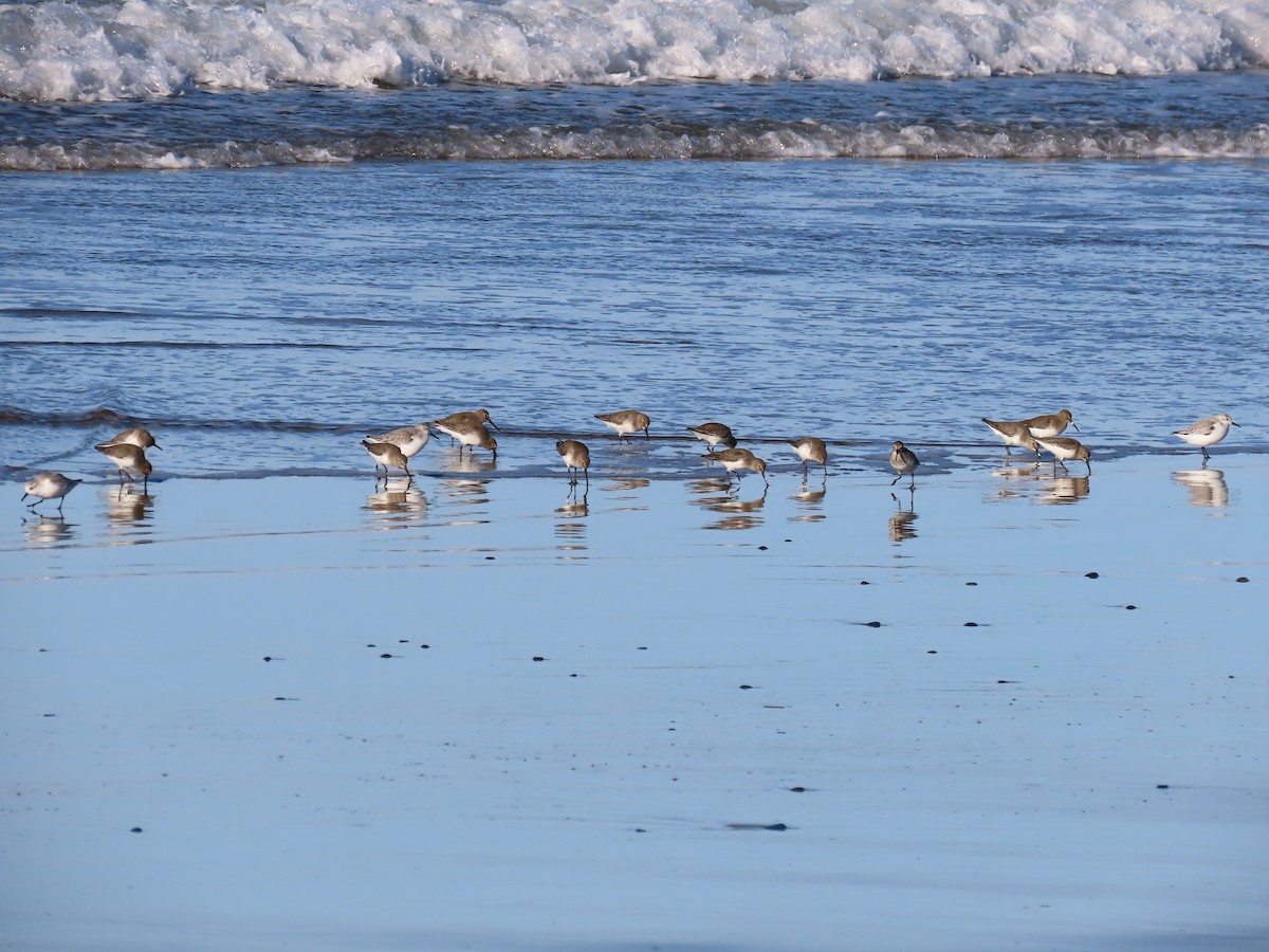 ハマシギ - ML646878258