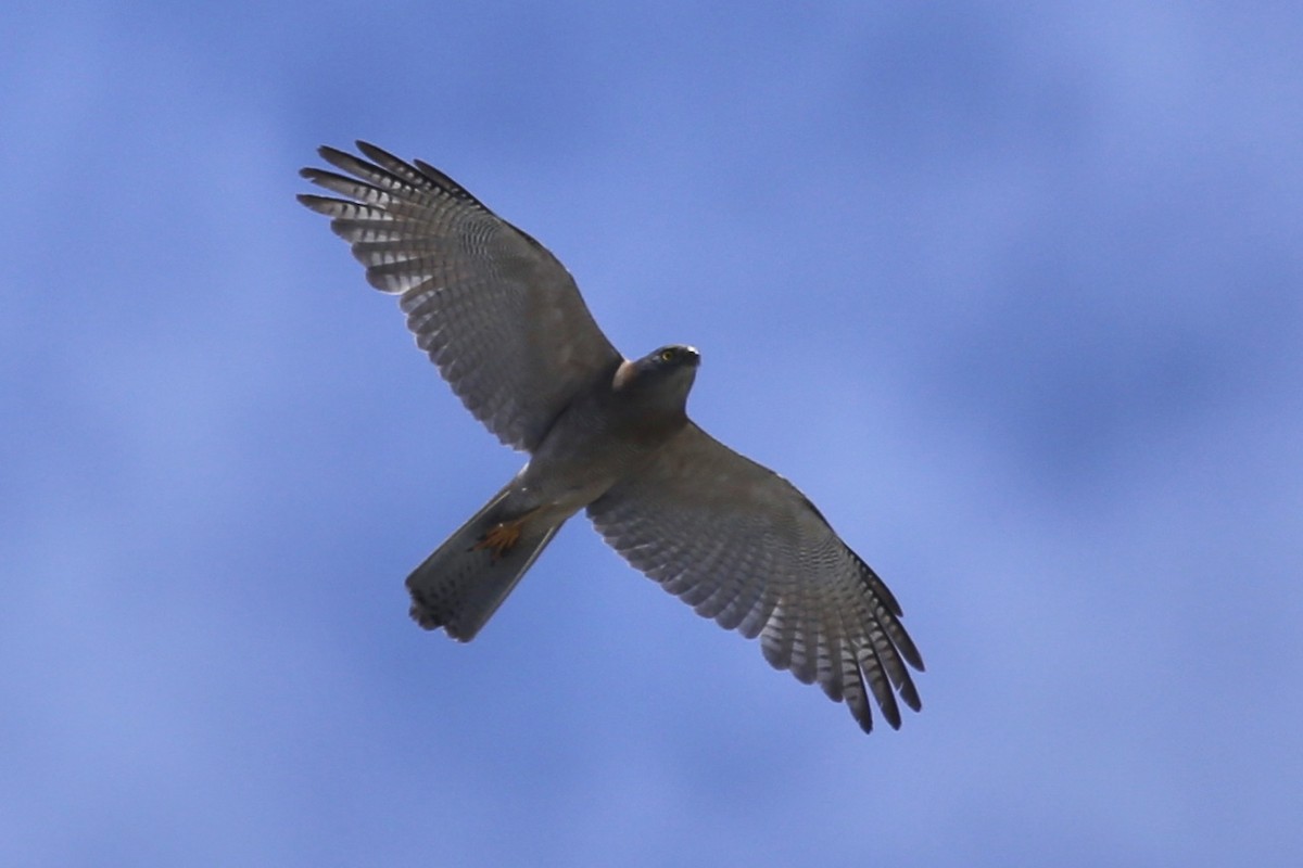 Яструб бурий - ML646878269