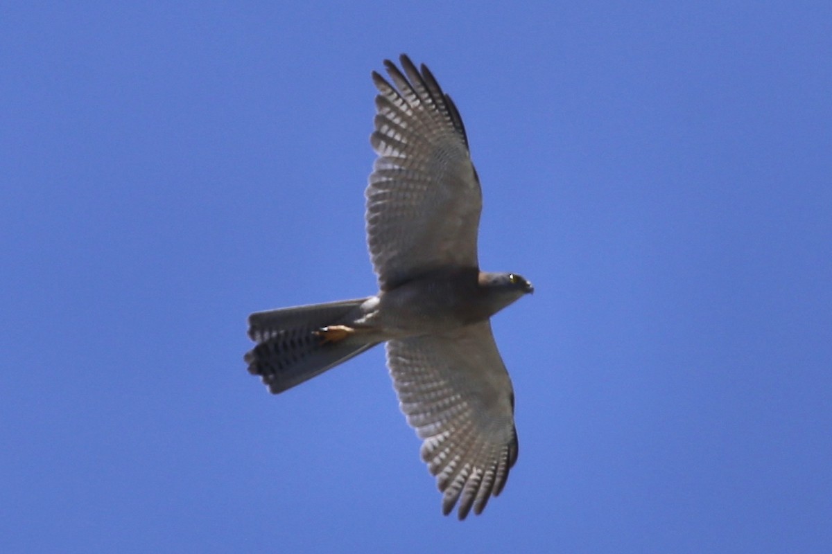 Яструб бурий - ML646878270