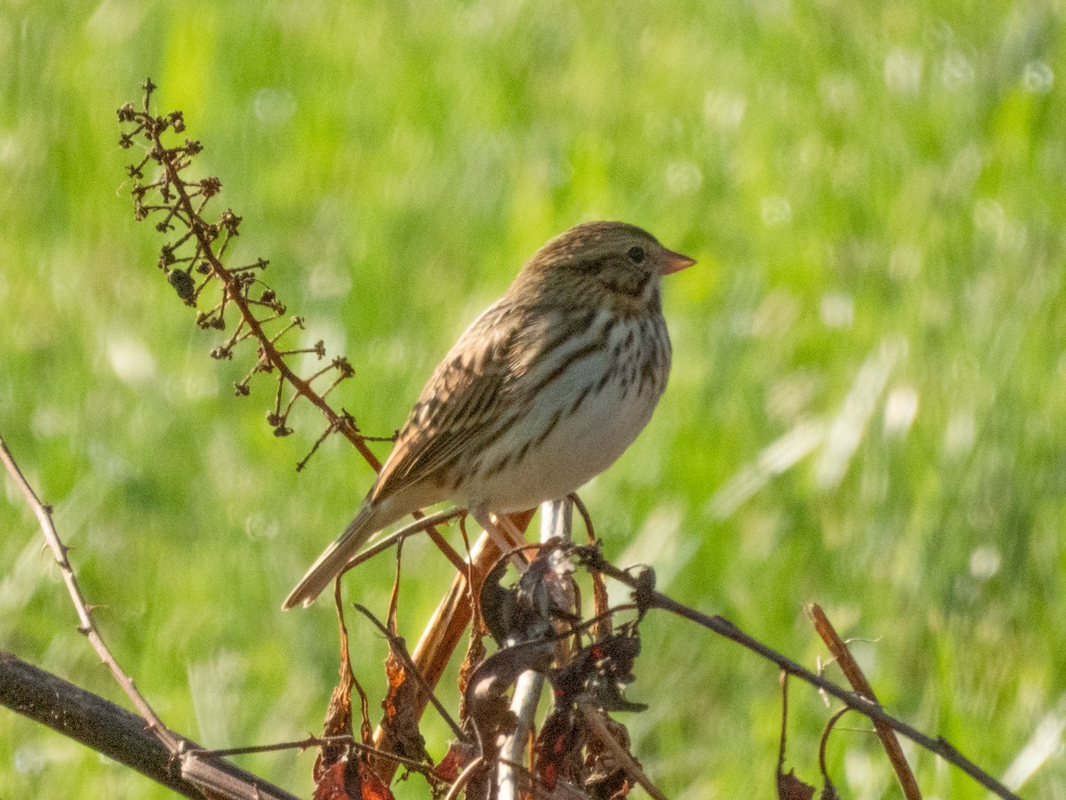 Savannah Serçesi - ML646878272