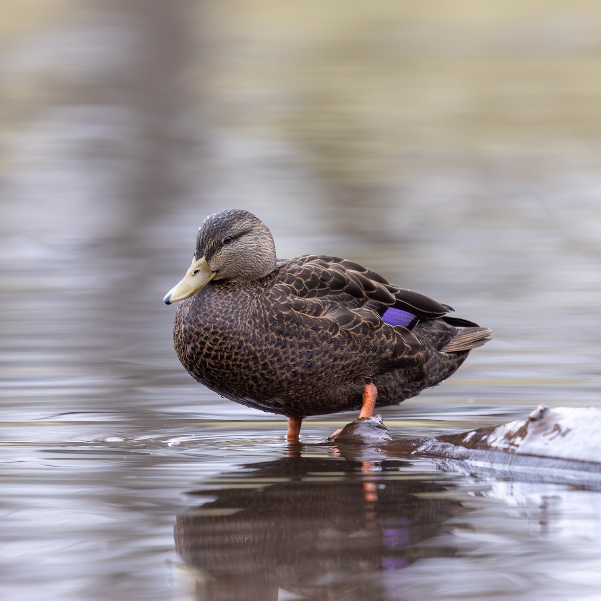 American Black Duck - ML646878273