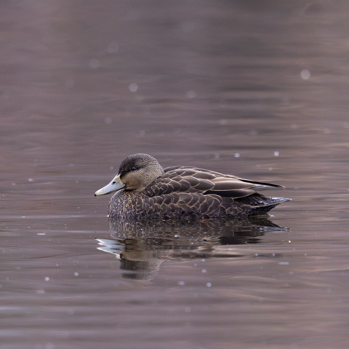 American Black Duck - ML646878274