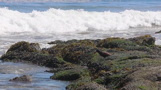 Amerika Kara Poyrazkuşu - ML646878280