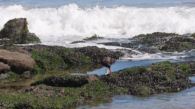 Amerika Kara Poyrazkuşu - ML646878281