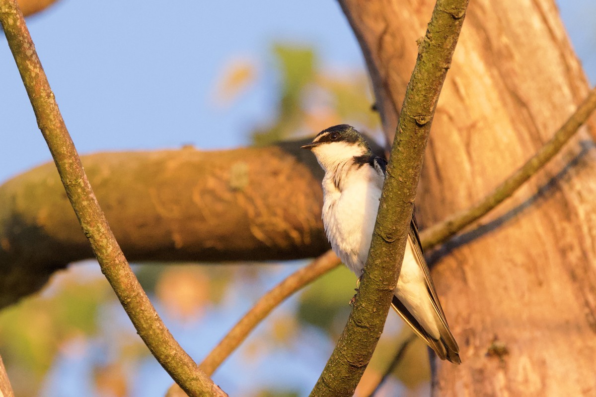 Weißbürzelschwalbe - ML646878282