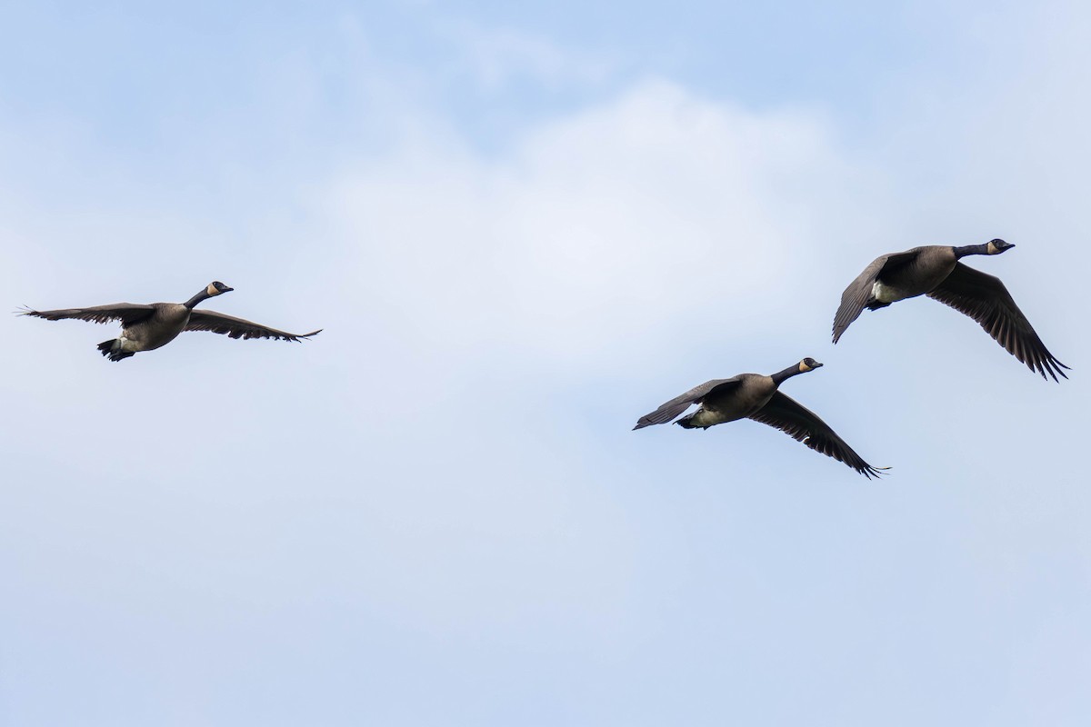 berneška velká - ML646878283