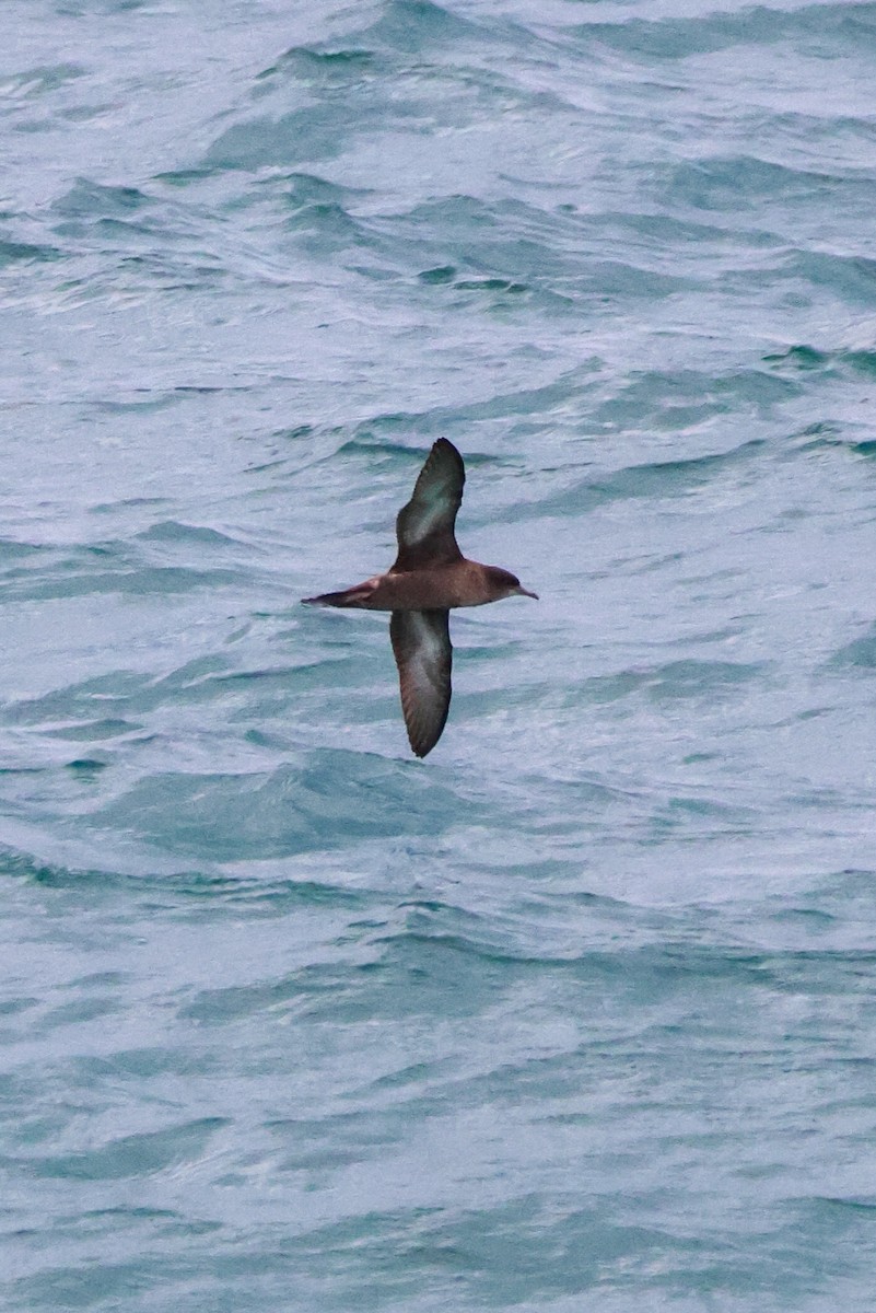 İnce Gagalı Yelkovan - ML646878285