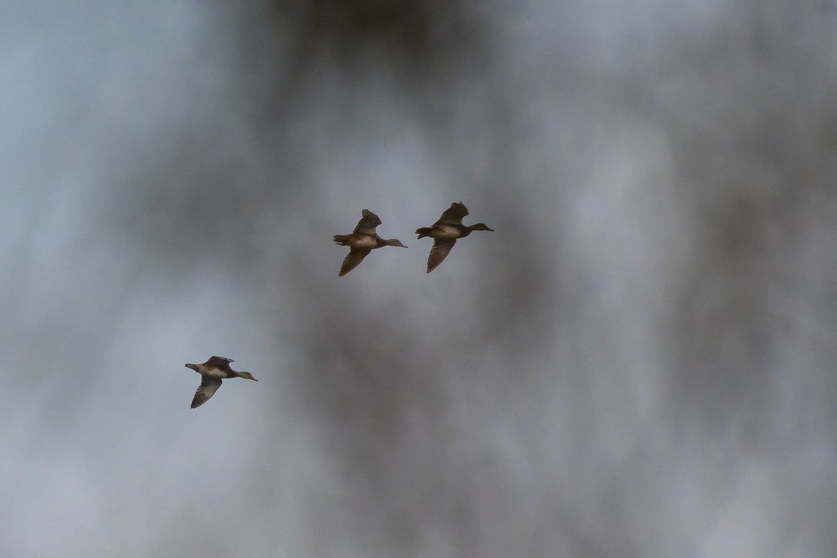 Серая утка - ML646878286