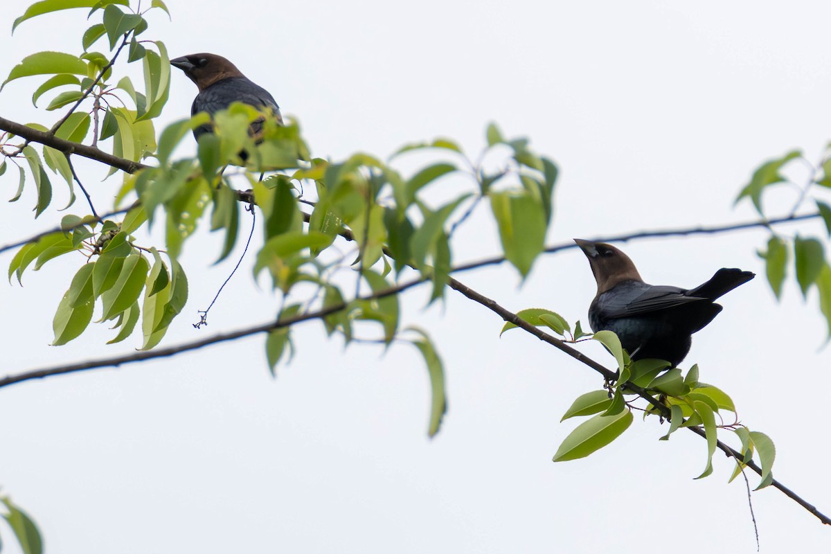 vlhovec hnědohlavý - ML646878288