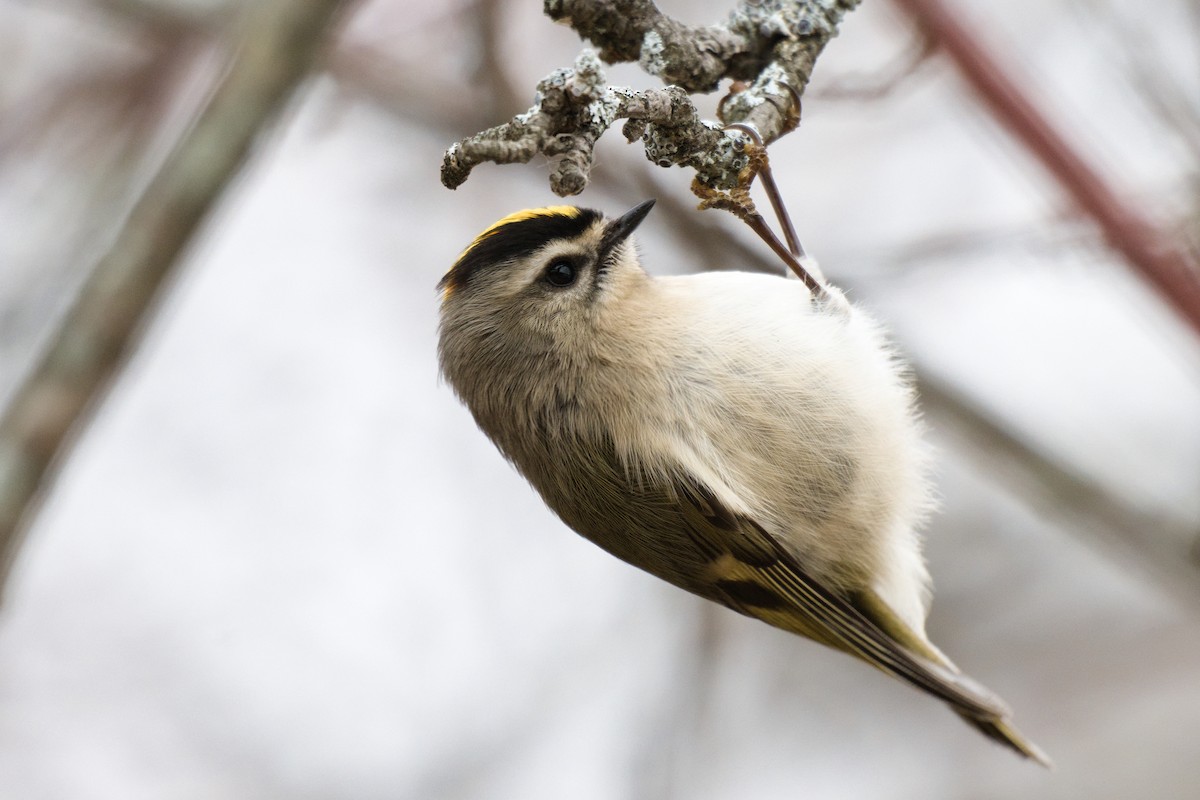 Golden-crowned Kinglet - ML646878290