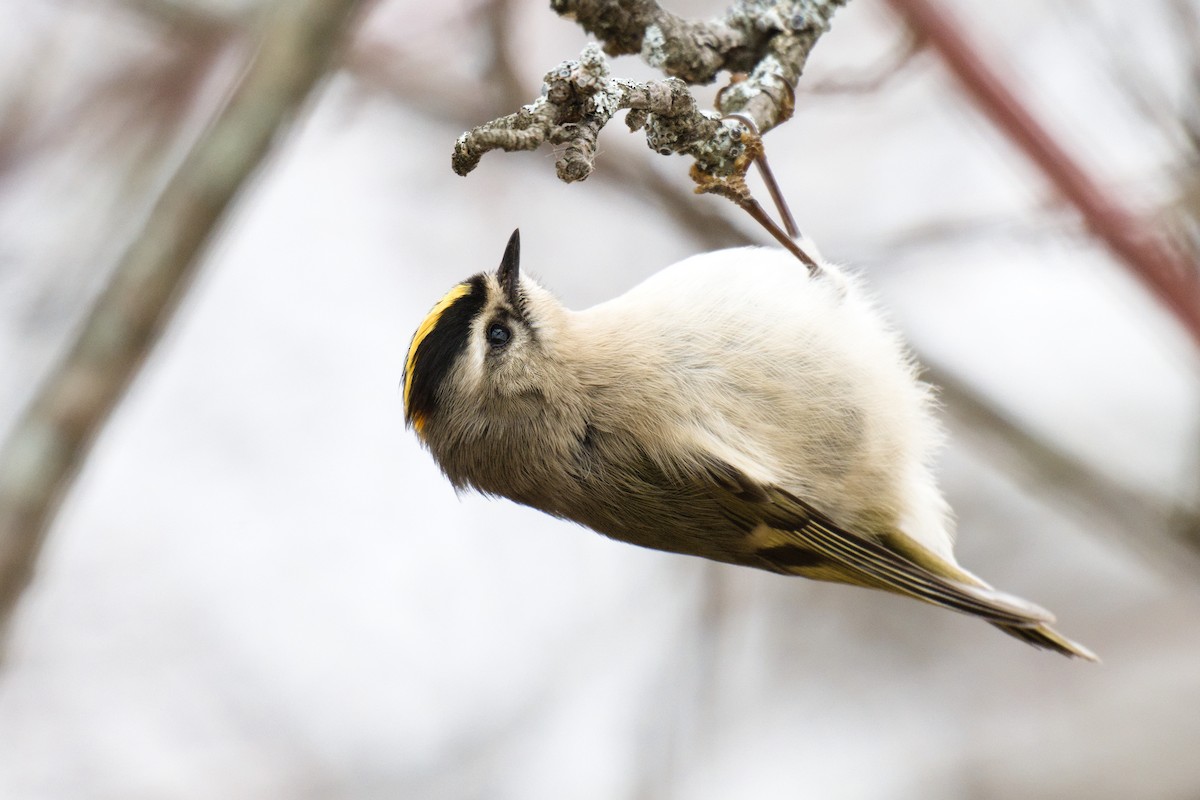 Golden-crowned Kinglet - ML646878291