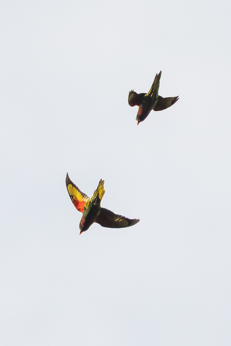 Coconut Lorikeet - ML646878292