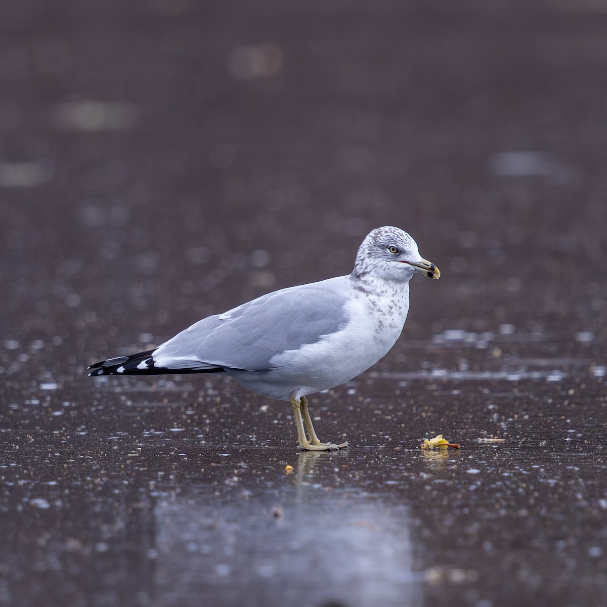Ring-billed Gull - ML646878293