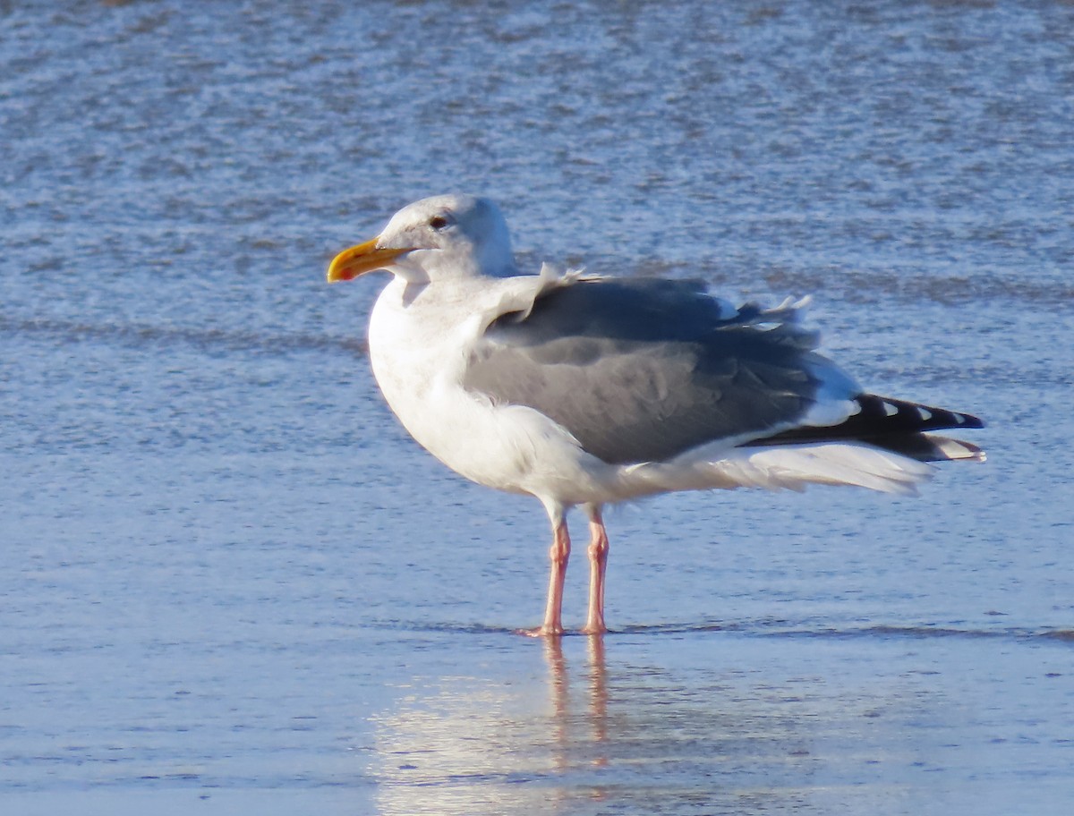 Western Gull - ML646878295
