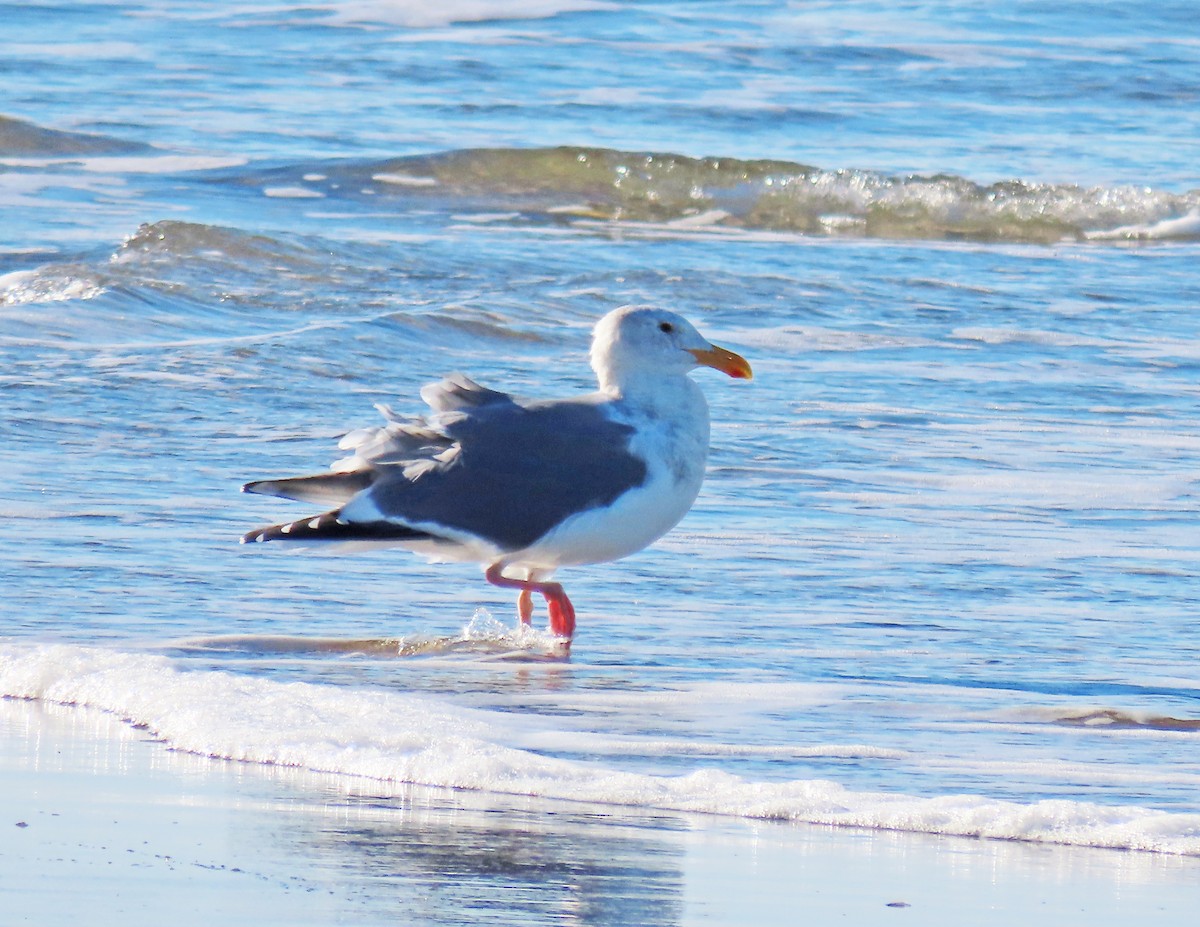 Western Gull - ML646878296