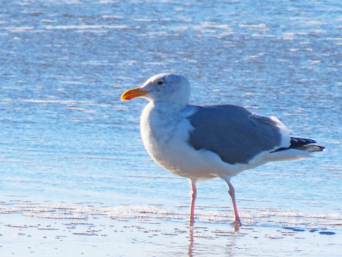 Western Gull - ML646878297
