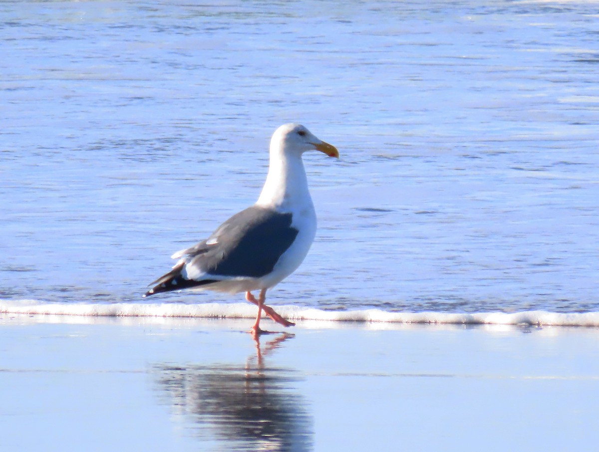 Western Gull - ML646878298