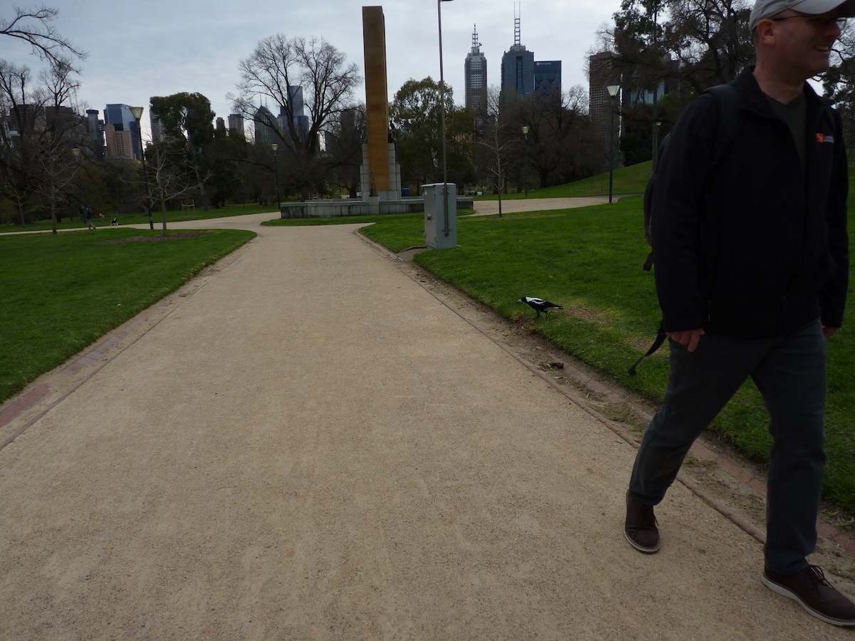 Australian Magpie - ML646878299