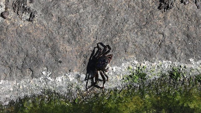 Hayvanlar - ML646878306