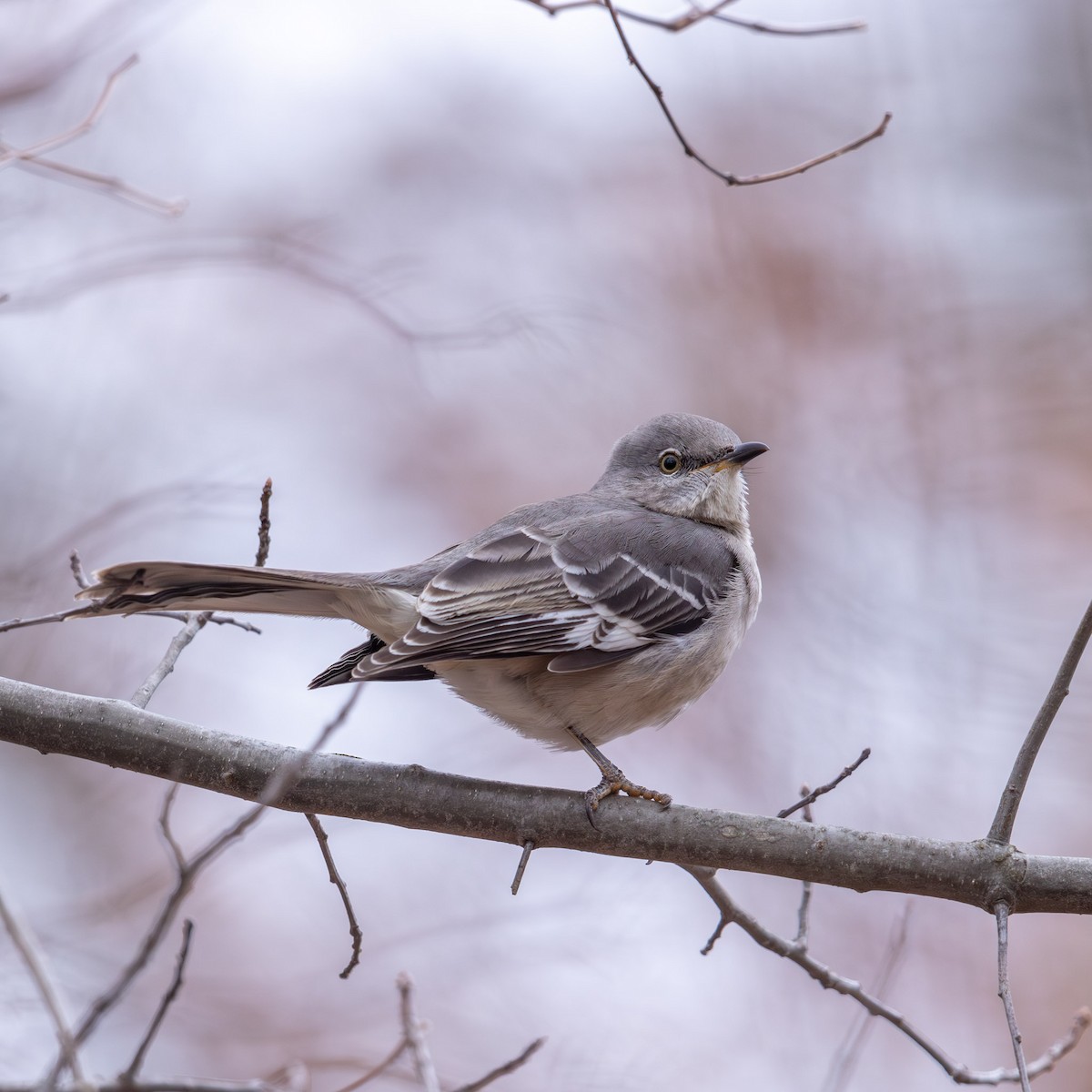 Northern Mockingbird - ML646878307