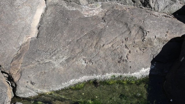 Hayvanlar - ML646878308