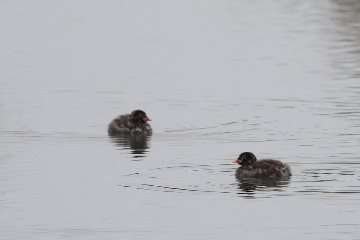 Küçük Batağan - ML646878311